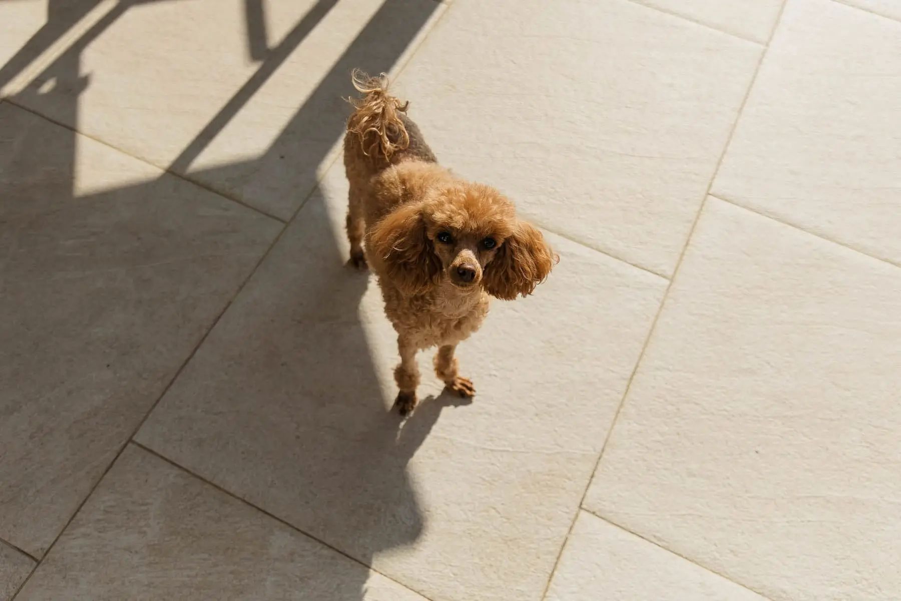 A cute portrait of the family dog attending a luxury garden party, by Bude photographer Tanya Bogdan.