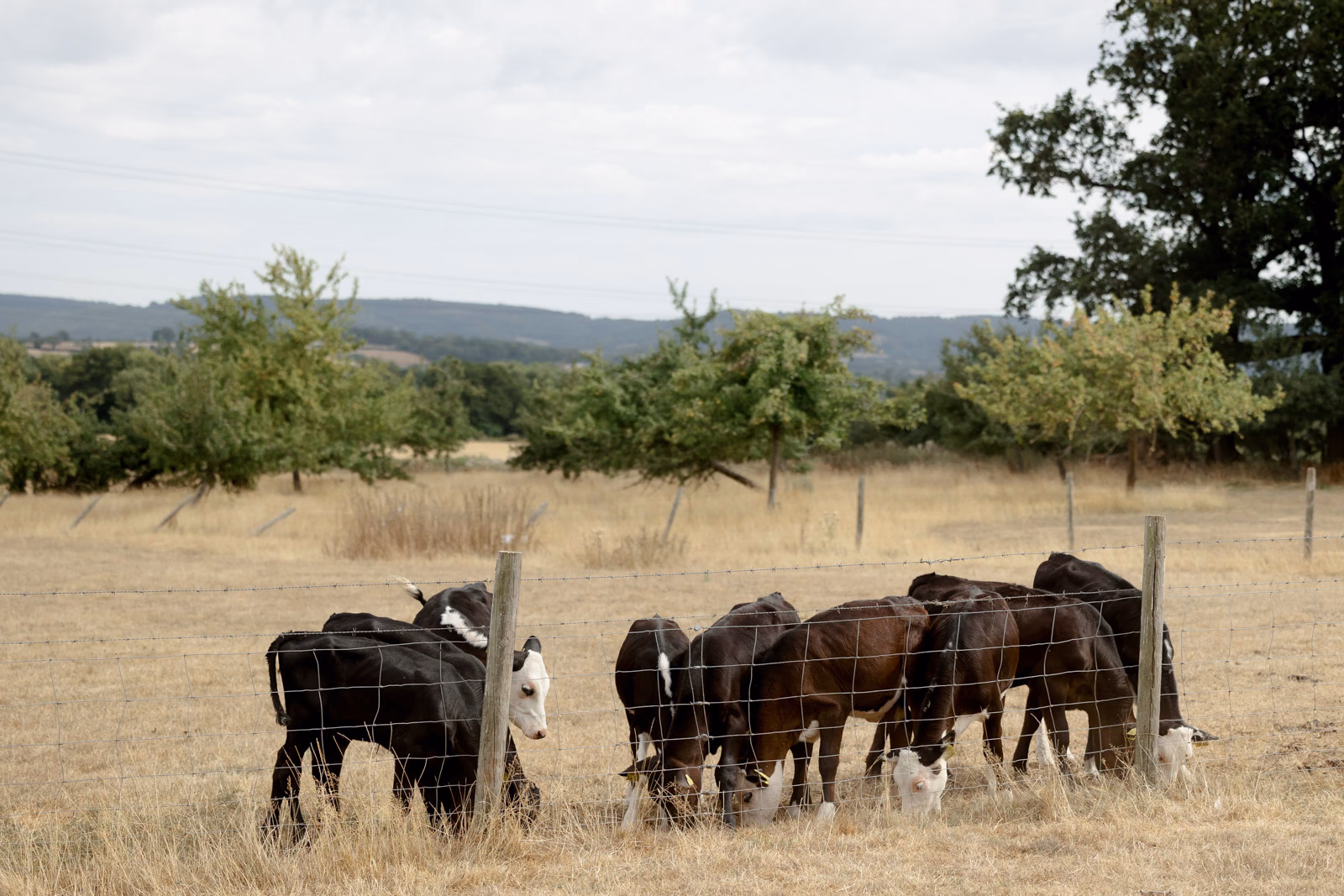 Cows in field farm at a Taunton farm wedding, photographed by Tanya Bogdan Photography